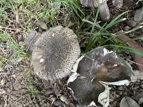 Amanita spissacea