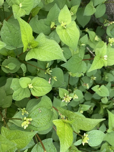 Thunberg’s smartweed