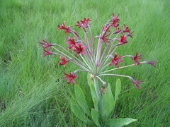 Brunsvigia undulata