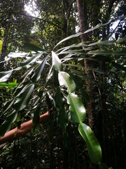 Phyllarthron bojeranum