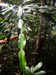 Phyllarthron bojeranum