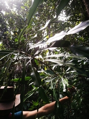 Phyllarthron bojeranum