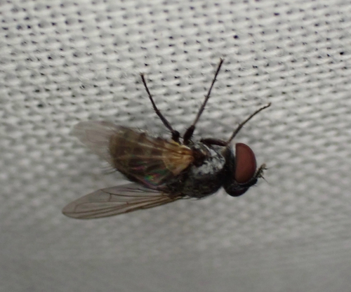 Unknown species found near Metchosin, BC, CA