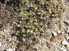 Potentilla cinerea