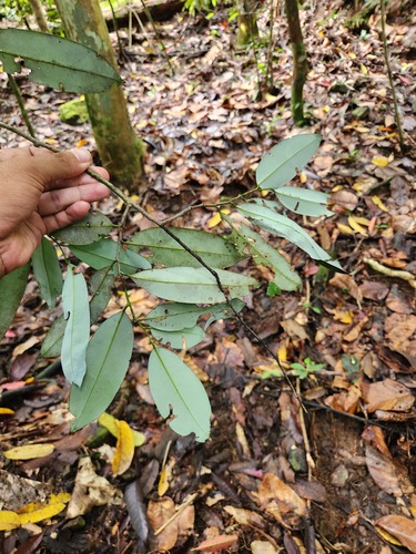 Maasia glauca observed 2025-09-10