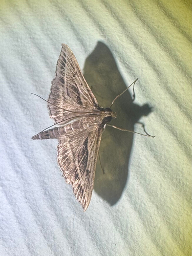 Omiodes accepta observed 2025-09-25