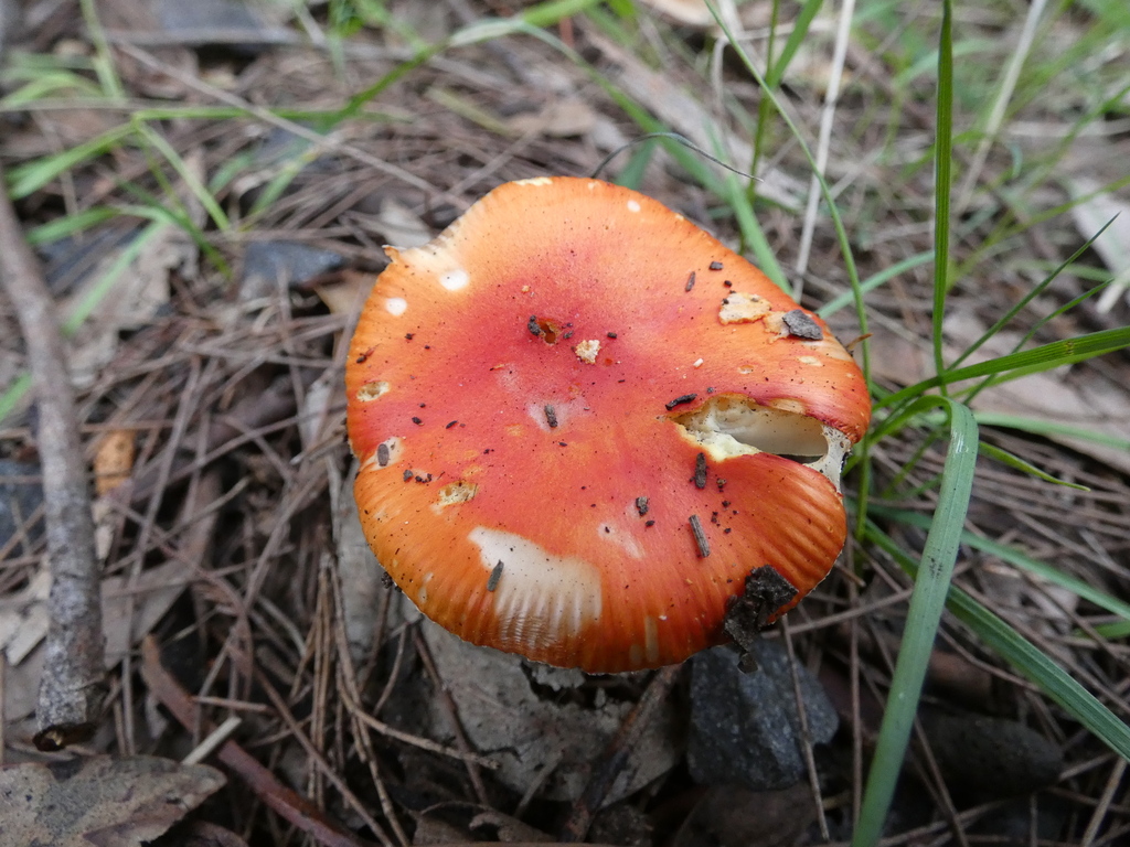 Amanita xanthocephala · September 2025 · photo: © specedex (iNaturalist, cc-by-nc)