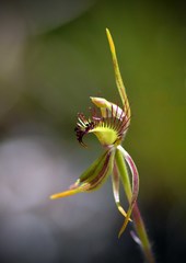 Caladenia corynephora