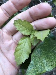 Aphananthe philippinensis