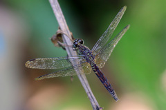 Erythrodiplax kimminsi