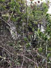 Aphananthe philippinensis