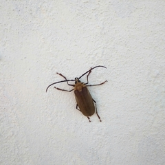 Acanthinodera cumingii