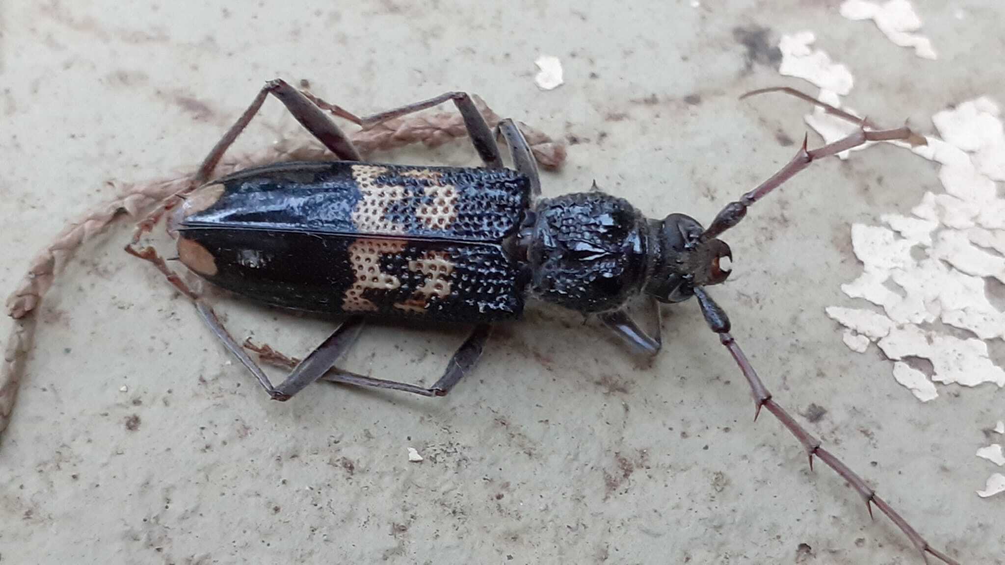 Phoracantha semipunctata