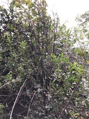 Aphananthe philippinensis