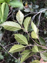 Aphananthe philippinensis