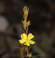 Hibbertia cistiflora