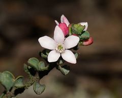 Philotheca verrucosa