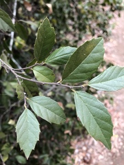 Aphananthe philippinensis