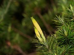 Stenanthera pinifolia