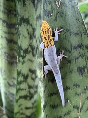 Lygodactylus picturatus