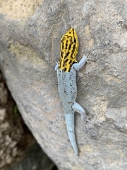 Lygodactylus picturatus