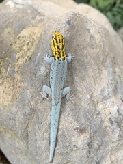 Lygodactylus picturatus