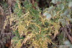 Santolina rosmarinifolia