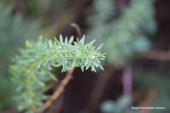 Adenocarpus hispanicus