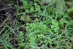 Galium aparine