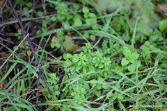 Galium aparine