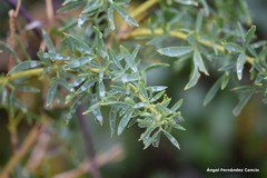 Adenocarpus hispanicus