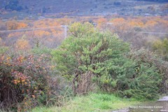 Adenocarpus hispanicus