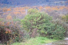 Adenocarpus hispanicus