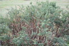 Adenocarpus hispanicus