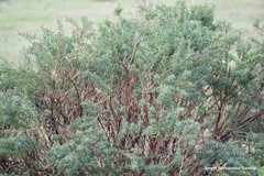 Adenocarpus hispanicus