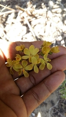 Pelargonium gibbosum