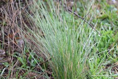 Celtica gigantea