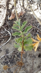 Pelargonium gibbosum