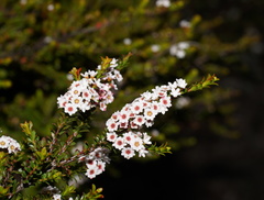 Thryptomene calycina