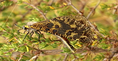 Palpares speciosus