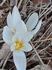 Crocus ochroleucus