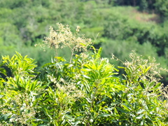 Thouinidium decandrum