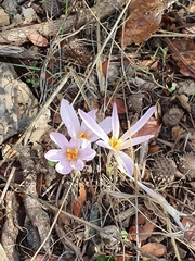 Crocus pallasii