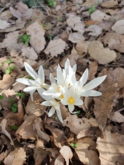 Crocus ochroleucus