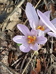 Crocus pallasii