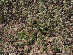 Adenogramma glomerata