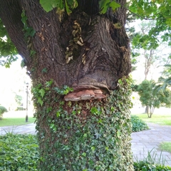 Ganoderma australe