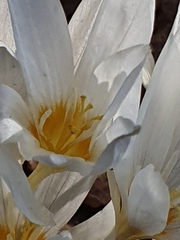 Crocus ochroleucus