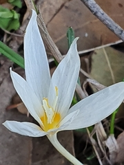 Crocus ochroleucus
