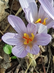 Crocus pallasii